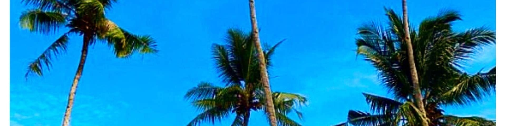 Beautiful Coconut Trees at Sauwandarek Village, Mansuar Island 🌴🌴🌴
