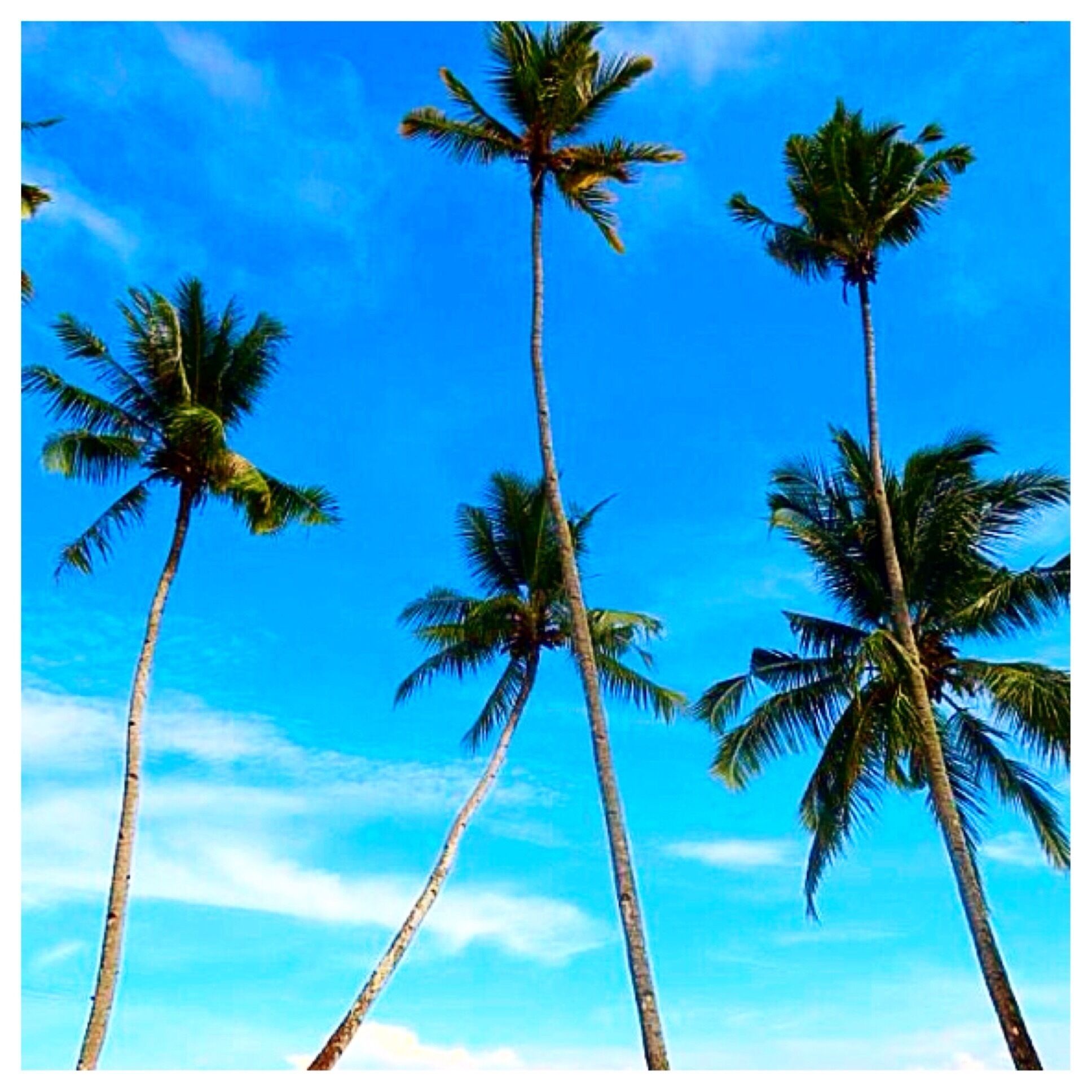 Tall palm trees against a clear blue sky.