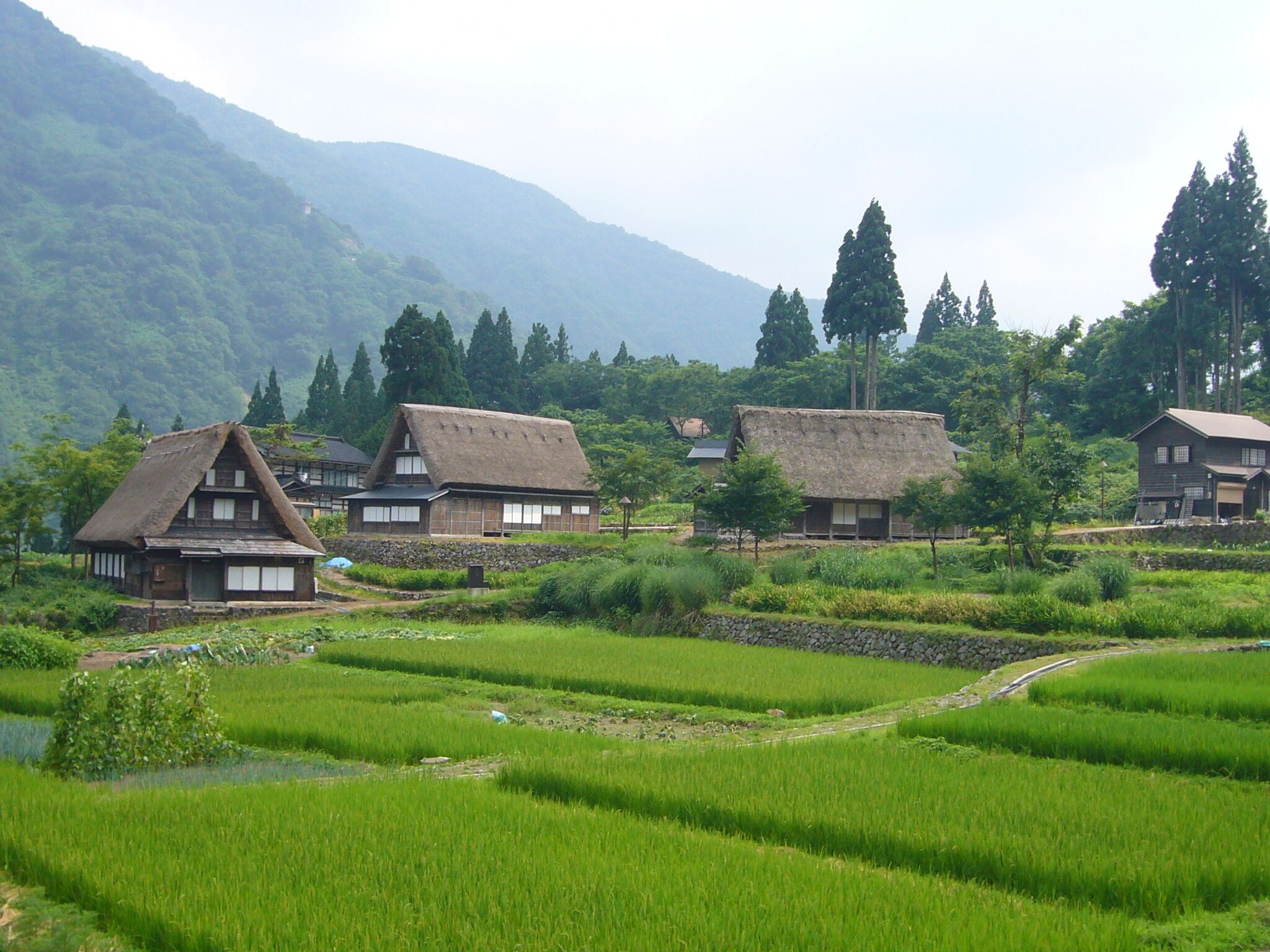 A rural village with traditional houses and terraced rice fields.