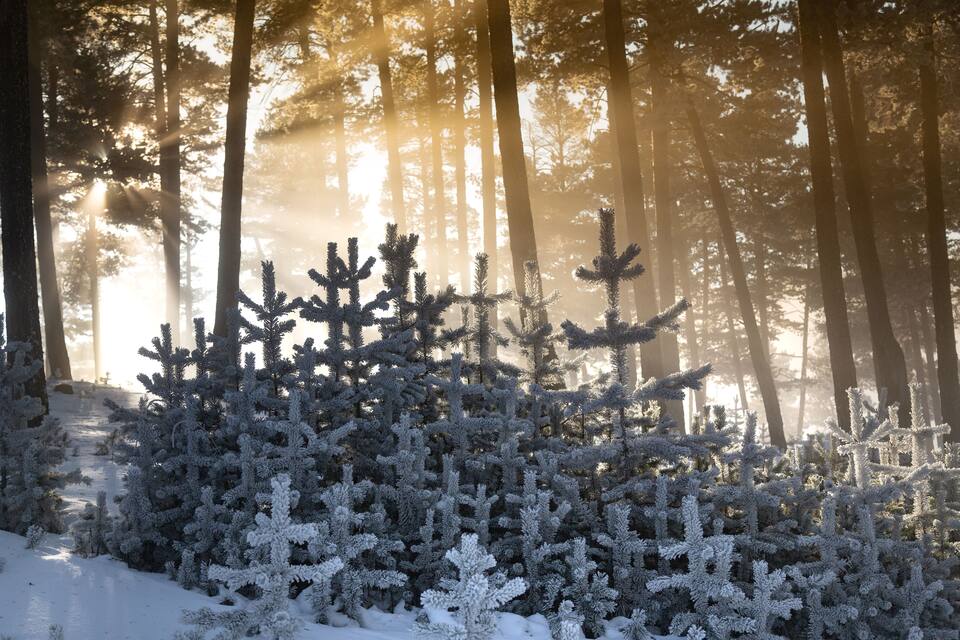 A snow-covered forest with tall trees and sunlight filtering through.