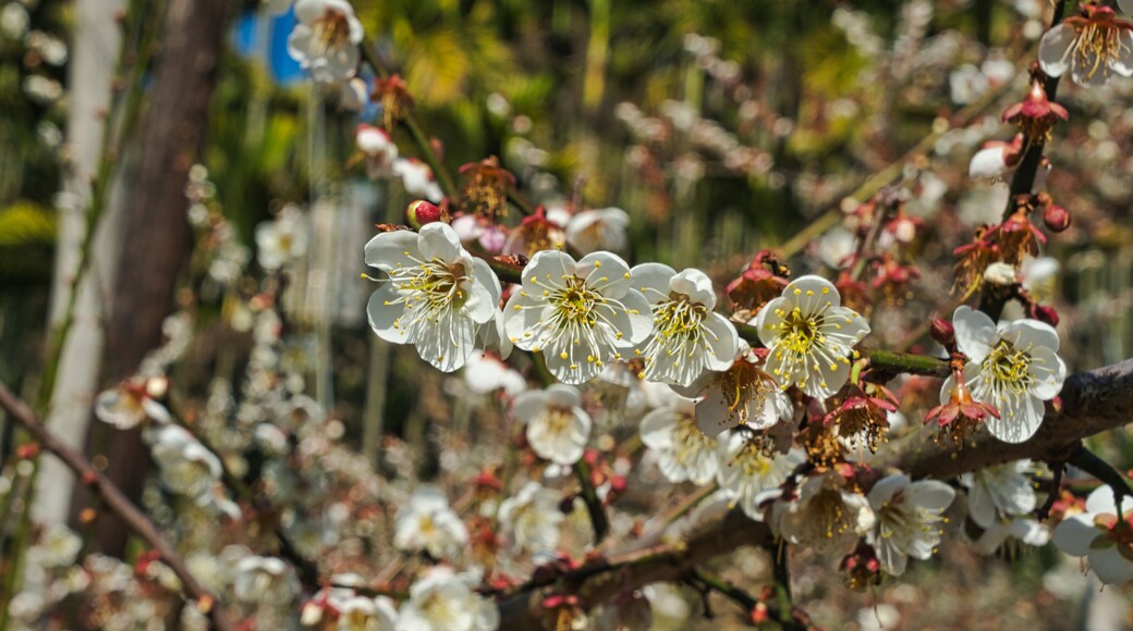 Parc Dongshi Forest Garden