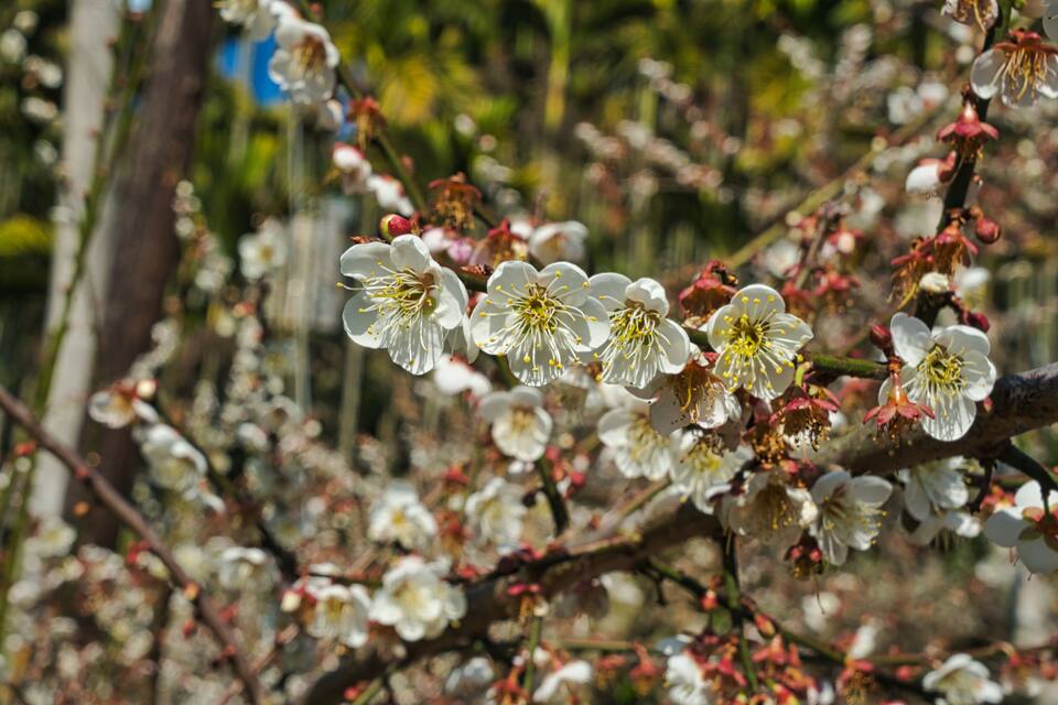 Een boom met witte bloesems en enkele rode knoppen.