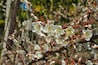 White plum blossoms in full bloom, attracting bees for nectar, blue sky.The unique winter forest in Dongshi Forest adds to the mountain scenery. Taichung, Taiwan. 21 Jan. 2021.