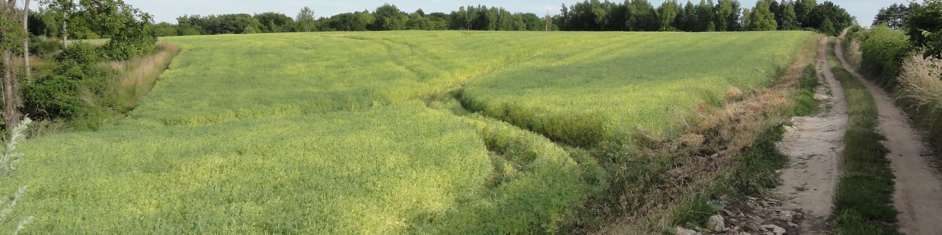 Saint-Erme-Outre-et-Ramecourt (Aisne) chemin du vieux Laon menant au Camp des Romains