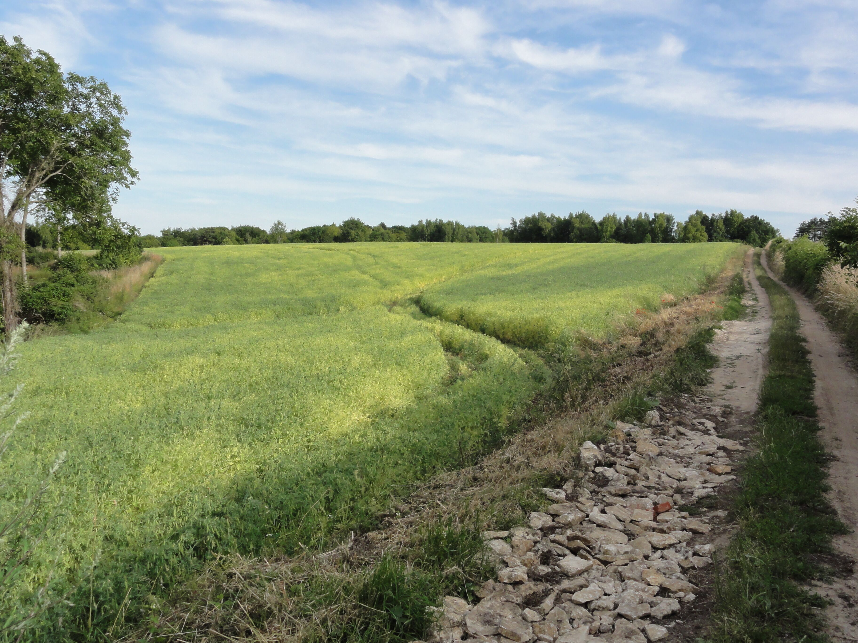A rural landscape with a dirt path alongside a field of crops.