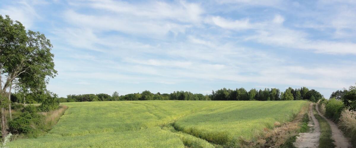 A rural landscape with a dirt path alongside a field of crops.