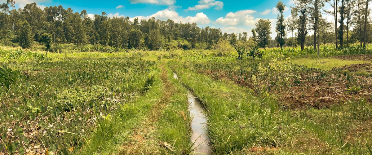 A rural landscape with a narrow water channel, lush greenery, and a forest in the background.