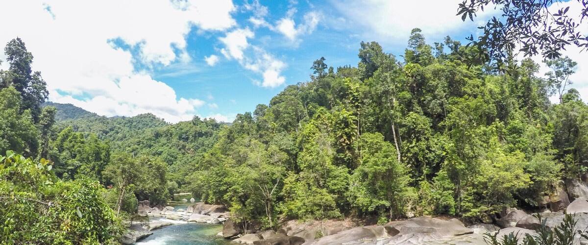 A river flowing through a forested area with rocky terrain and dense greenery.