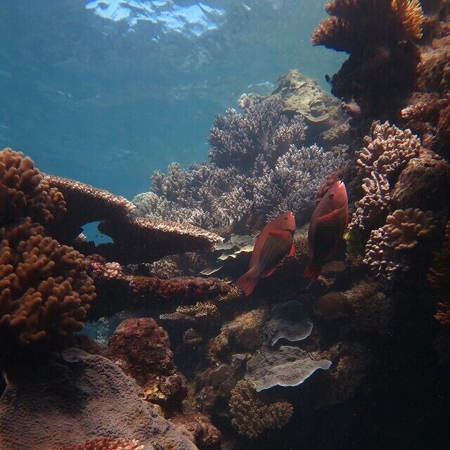 Not got a waterproof camera to record your reef memories with? Do NOT buy a disposable one, it's expensive and your photos will not come out well. Instead pay $49 and hire a Canon G16 from Wetrez. You'll be able to take hundreds of high quality shots and at the end of the day get to keep the 4gb memory card containing your pictures. Way better! #waterlust

www.cheskiesgaplife.com