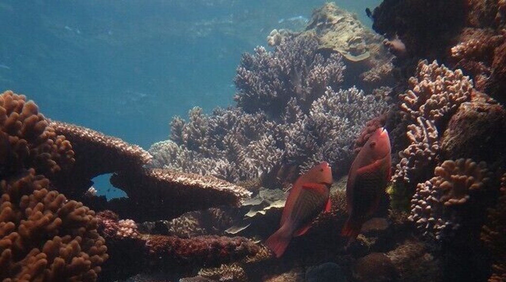 Not got a waterproof camera to record your reef memories with? Do NOT buy a disposable one, it's expensive and your photos will not come out well. Instead pay $49 and hire a Canon G16 from Wetrez. You'll be able to take hundreds of high quality shots and at the end of the day get to keep the 4gb memory card containing your pictures. Way better! #waterlust
www.cheskiesgaplife.com