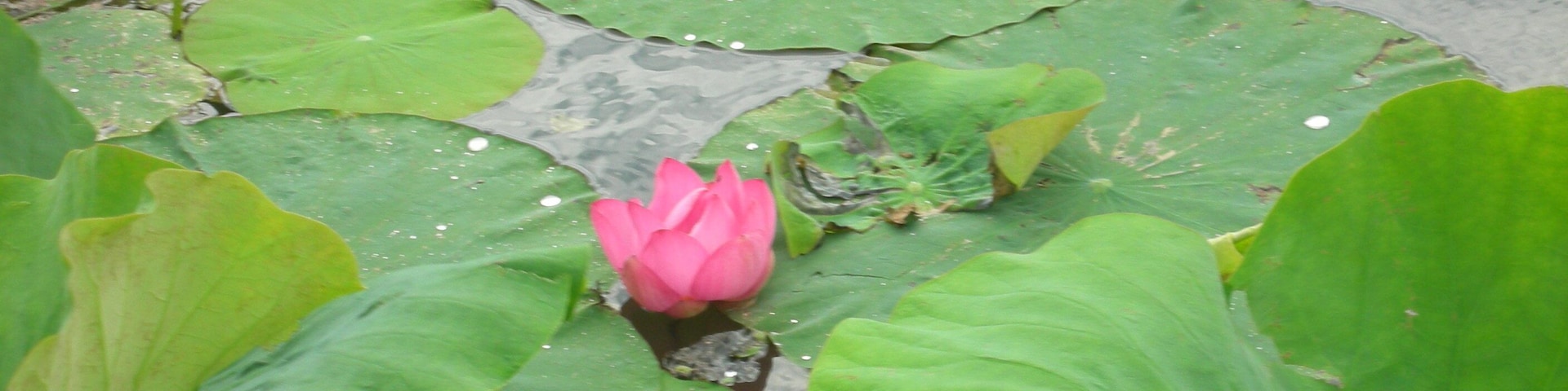 出淤泥而不染 Lotus