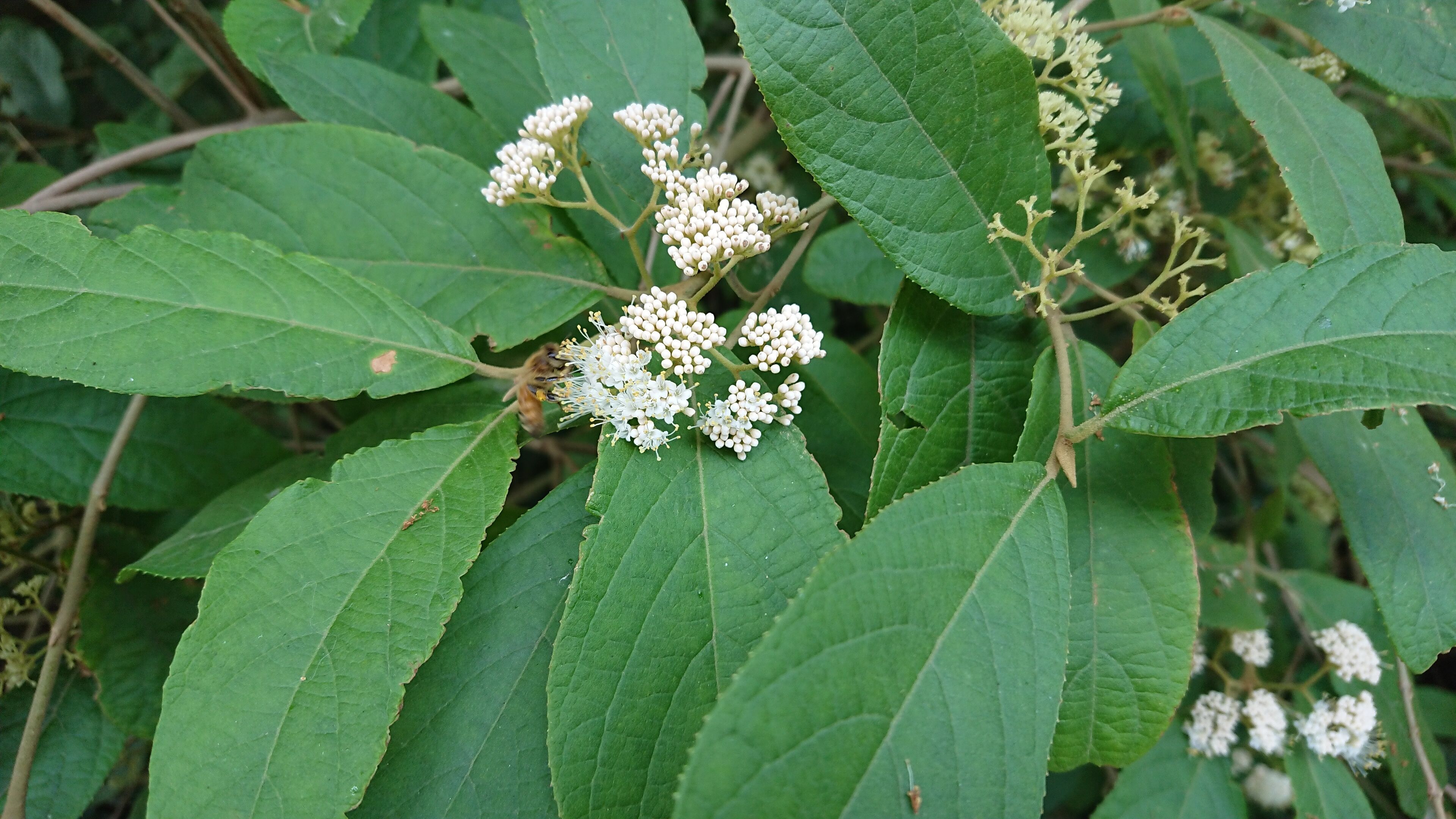 Bee collecting honey