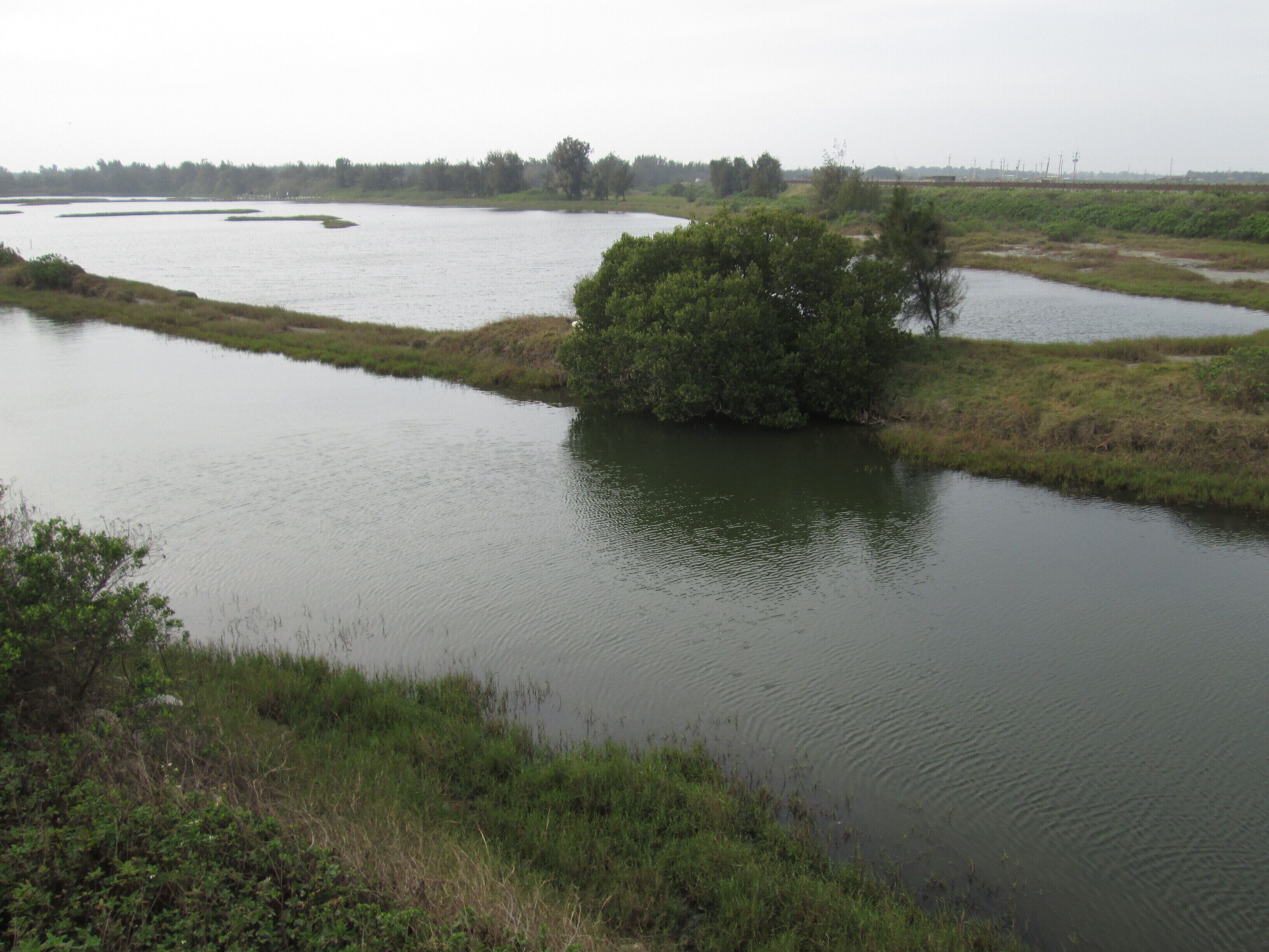 嘉義縣東石鄉 鰲鼓溼地