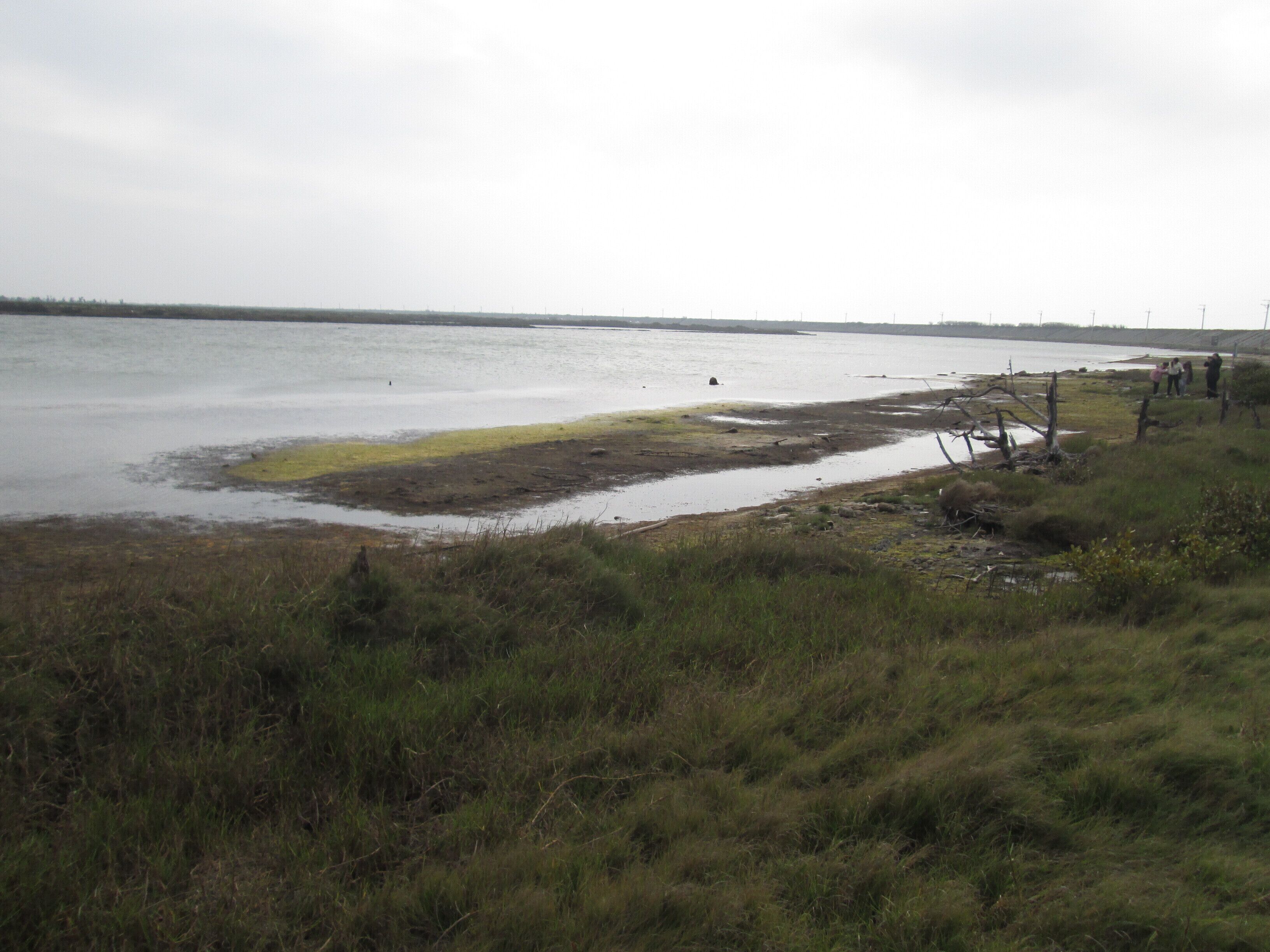 嘉義縣東石鄉 鰲鼓溼地