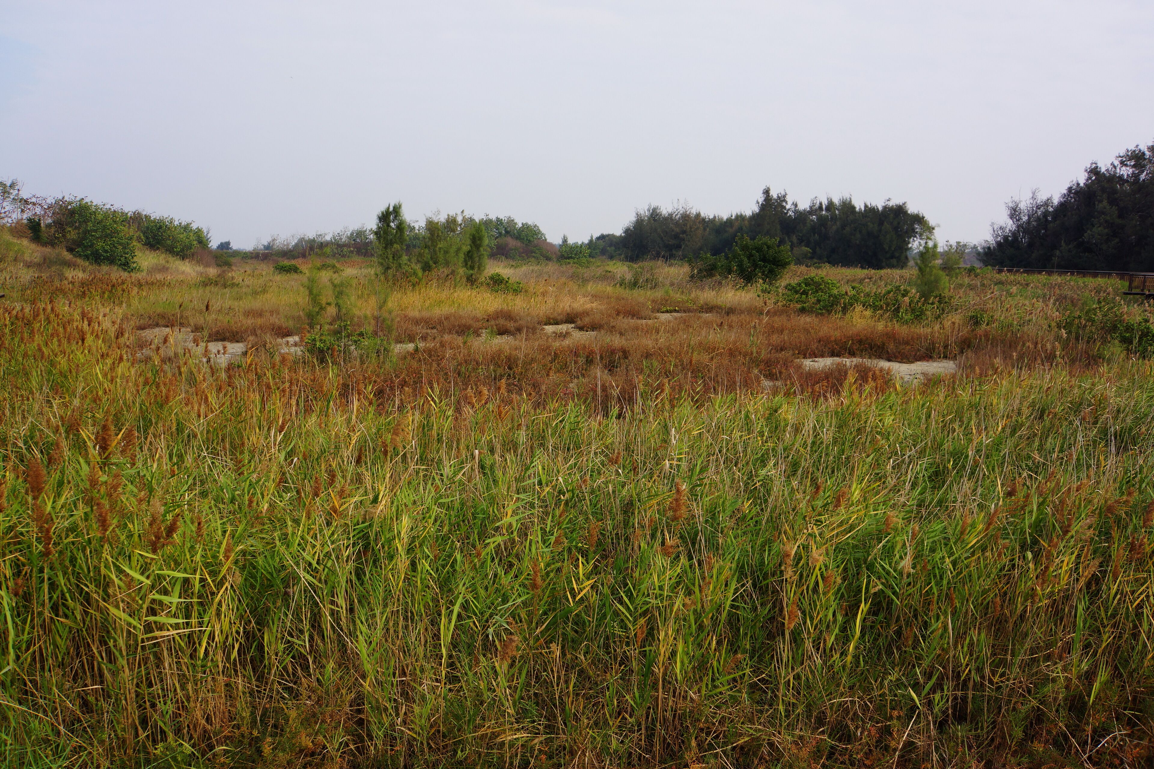 A wetland with tall grasses and scattered trees.