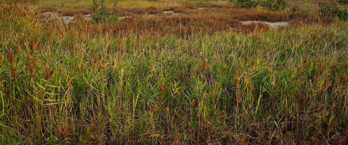 A wetland with tall grasses and scattered trees.