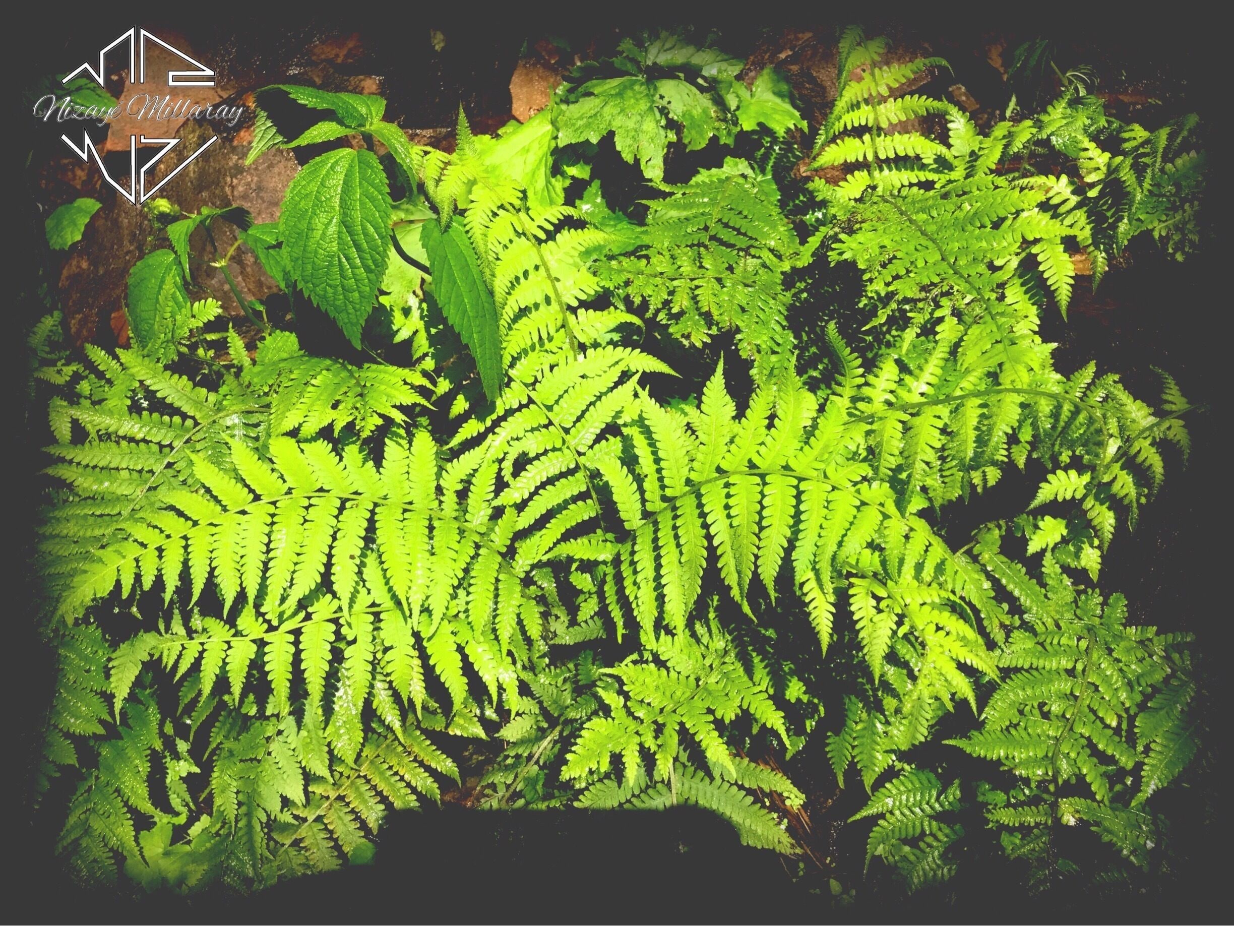 Vegetation found in foster falls state park.