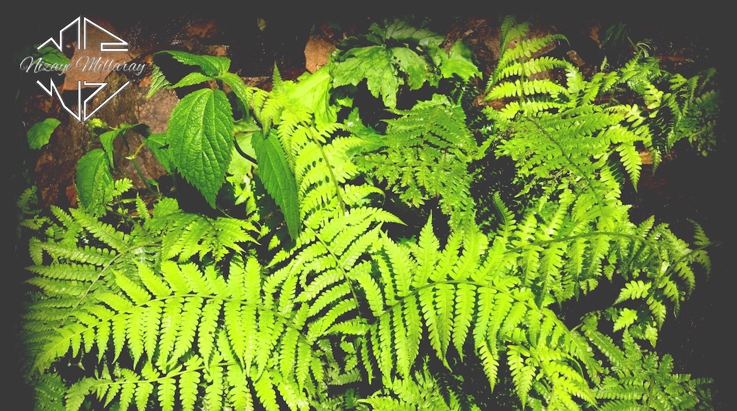 Vegetation found in foster falls state park.