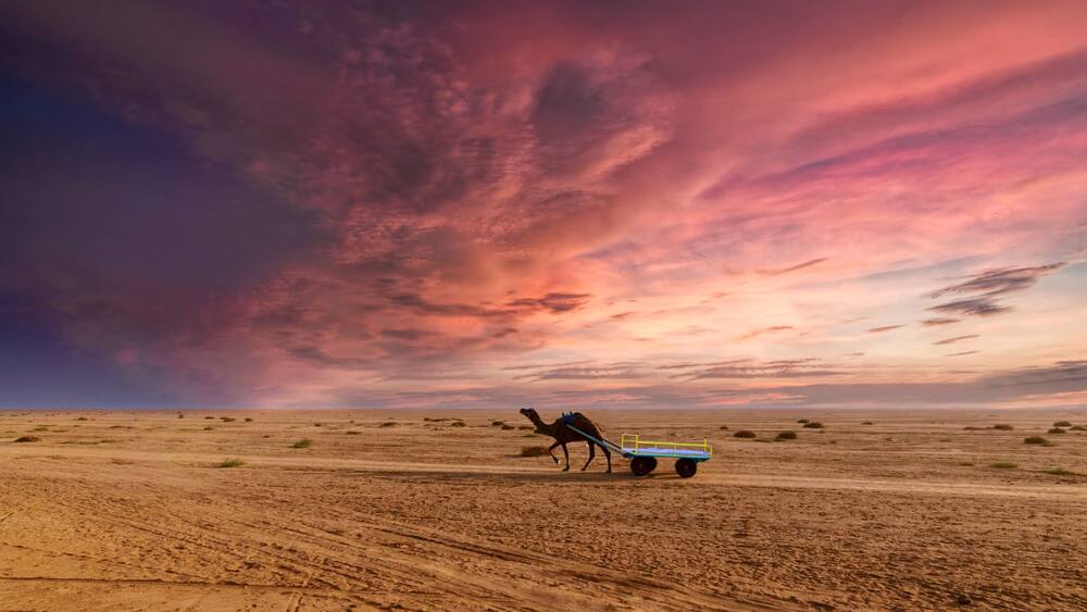 A camel pulling a cart in a desert landscape with a dramatic sky.