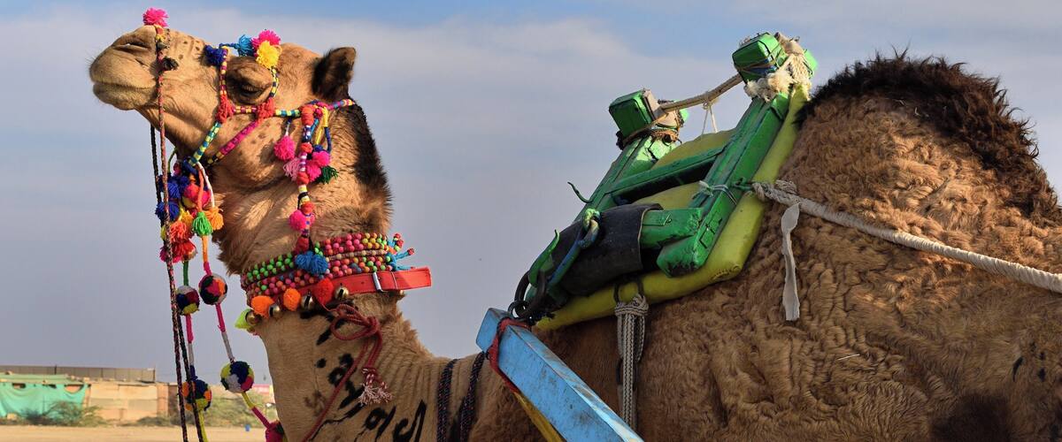 Camel ride to the Rann