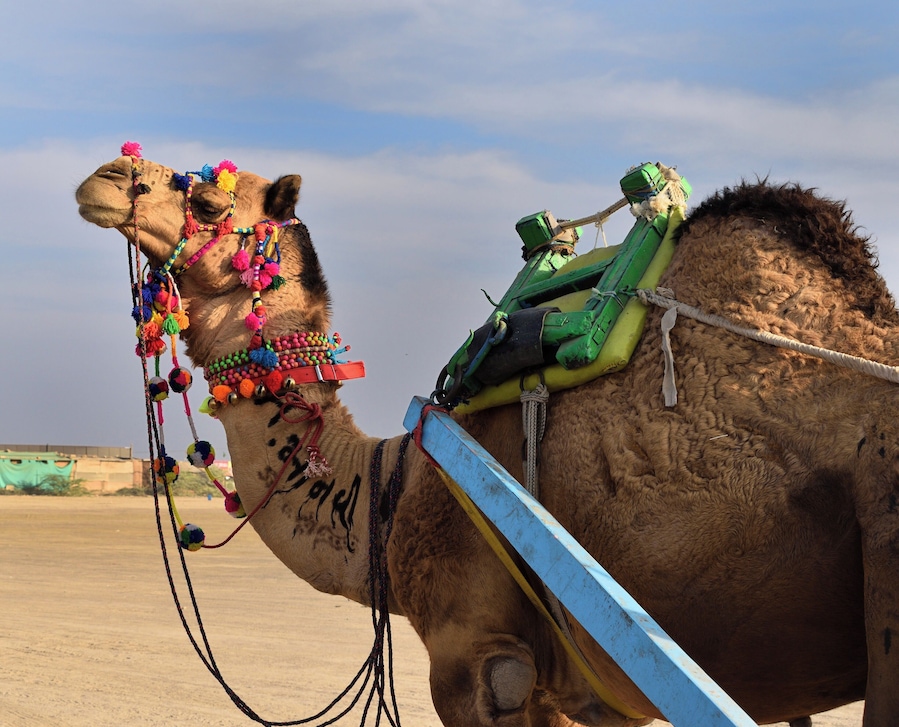 Camel ride to the Rann