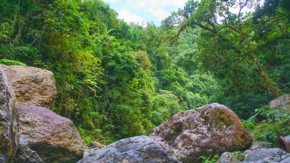 A lush green forest with large rocks and a stream.
