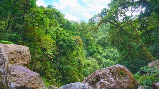 Lush rainforest with huge boulders on the way to Ditumabo Water Falls. A 30 minute trek from the closest road.