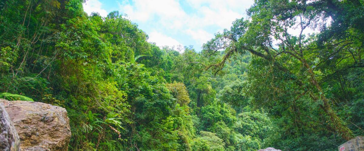 A lush green forest with large rocks and a stream.