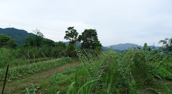 汐碇路370巷菜園