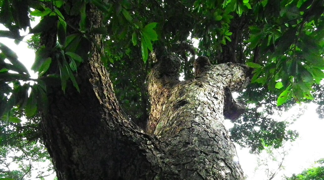 老樹 Old Tree
