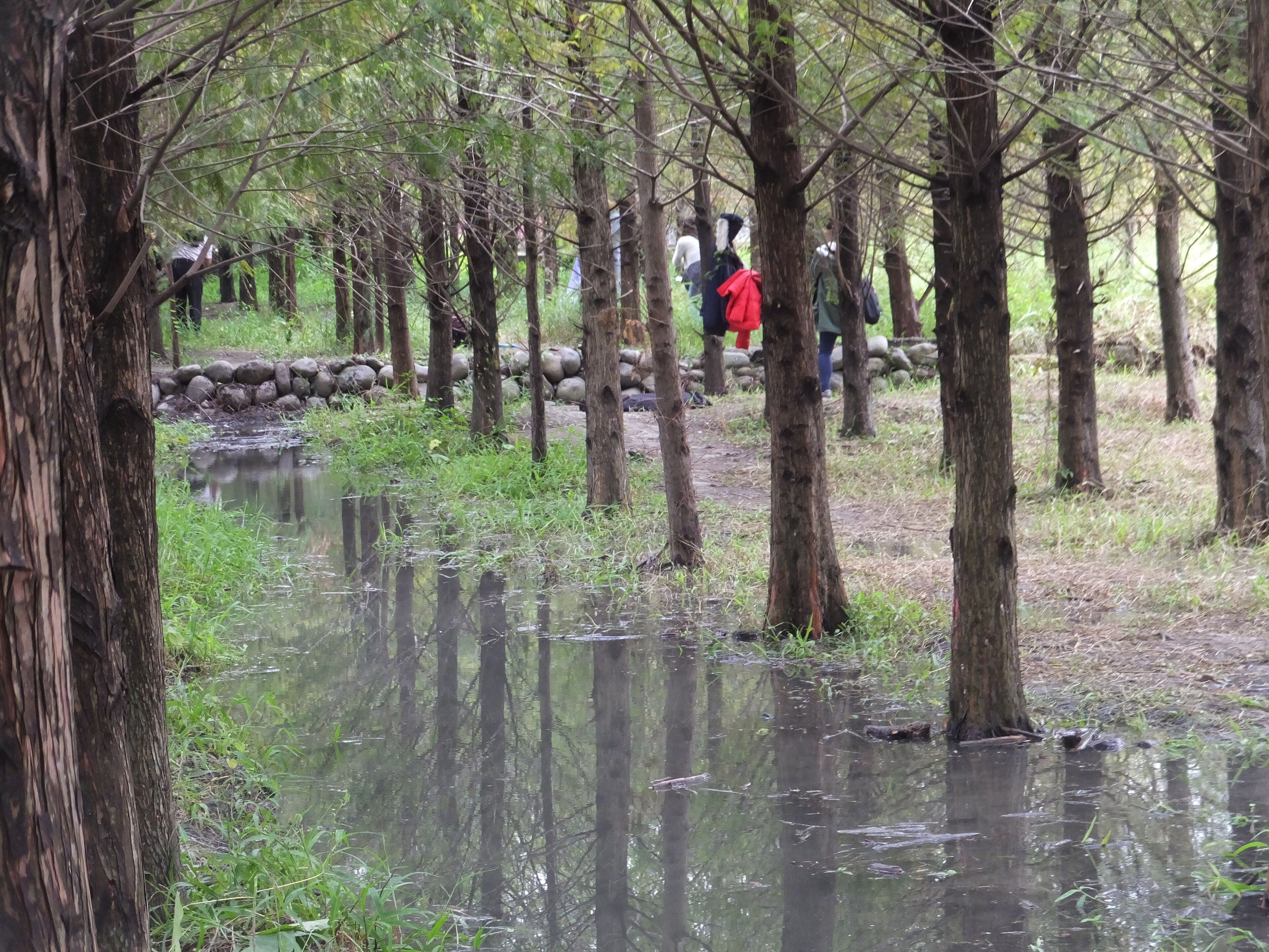 落羽松森林 Bald Cypress Grove