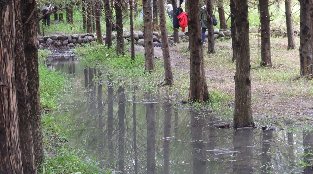 落羽松森林 Bald Cypress Grove
