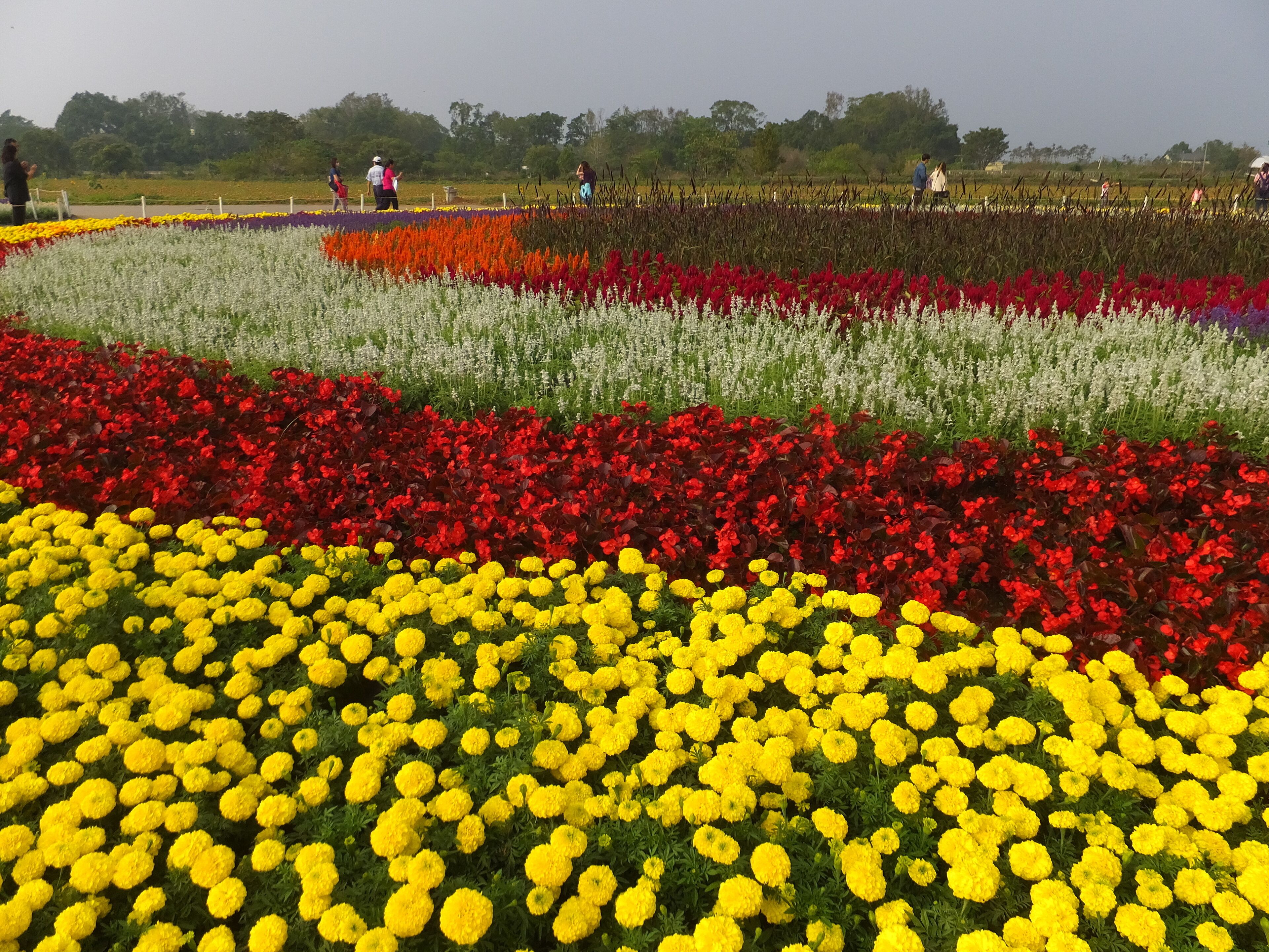 A flower field with yellow, red, and white flowers.