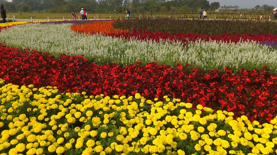 A flower field with yellow, red, and white flowers.