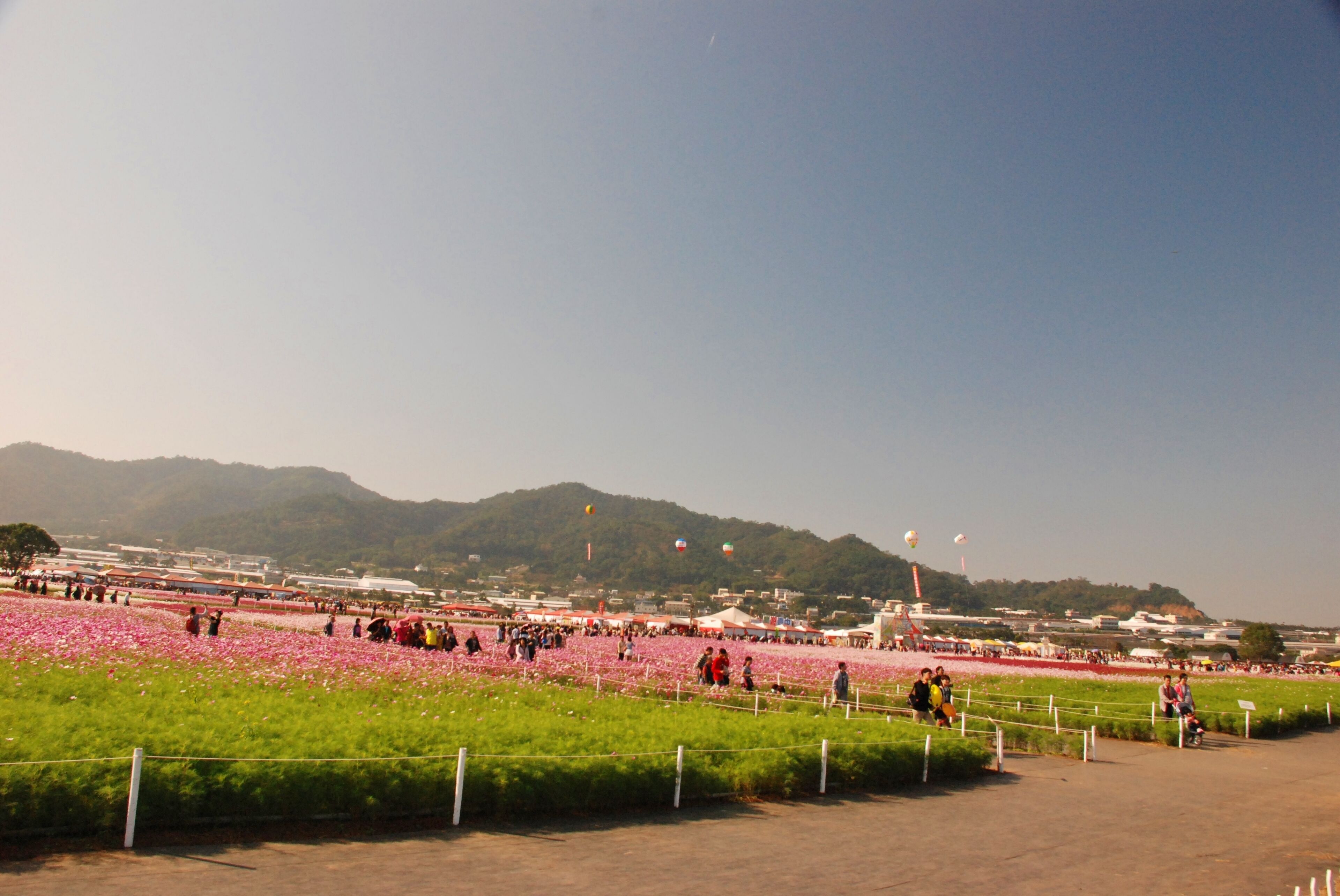 A field of pink flowers with people walking around, a clear sky, and mountains in the background.