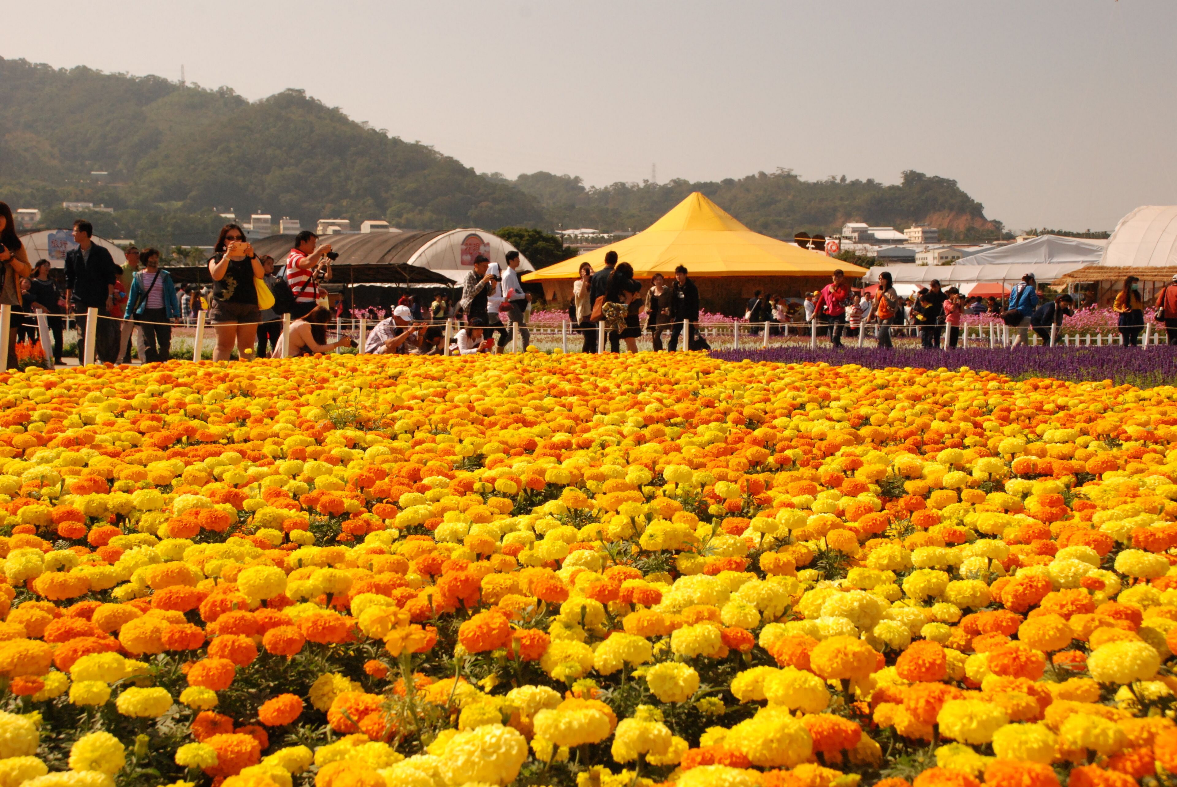 A field of vibrant yellow and orange flowers with a crowd of people and a yellow tent in the background.