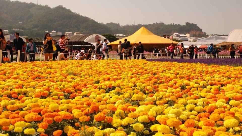 A field of vibrant yellow and orange flowers with a crowd of people and a yellow tent in the background.
