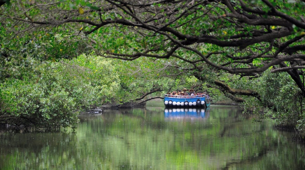 Tree tunnel in Tainan