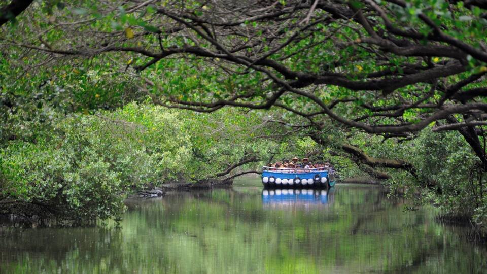 Tree tunnel in Tainan