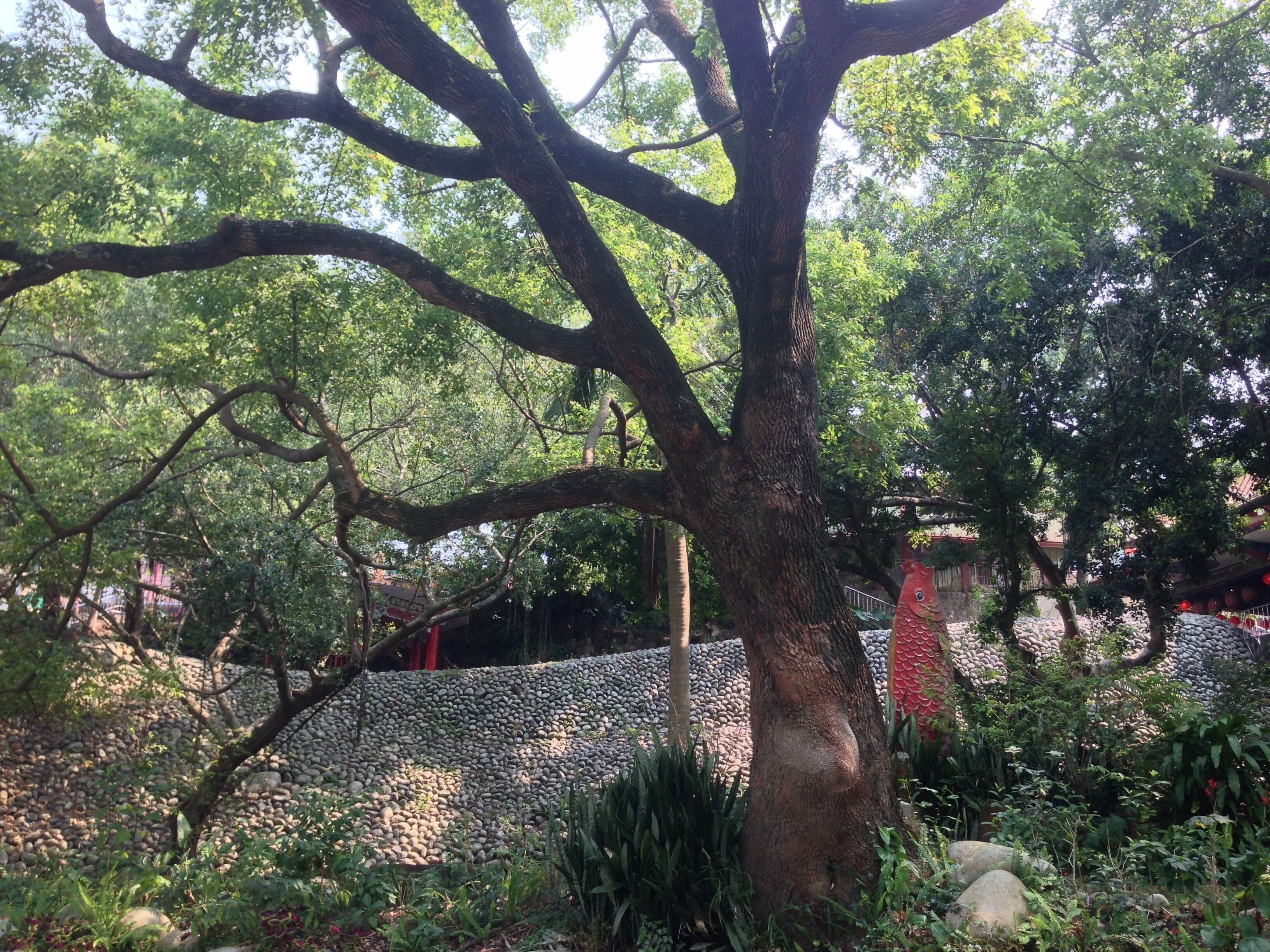 鯉魚伯公廟堤防靠河側