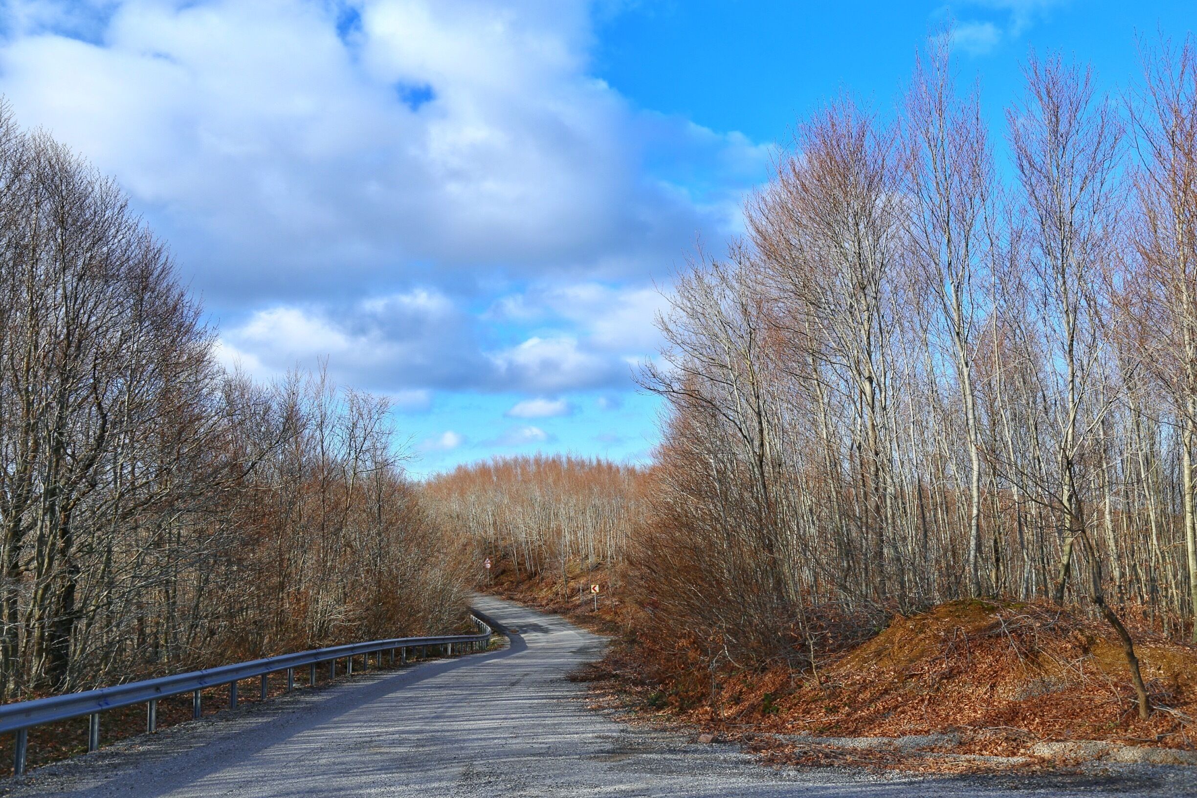 A gravel road winding through a forest with bare trees and a metal guardrail.