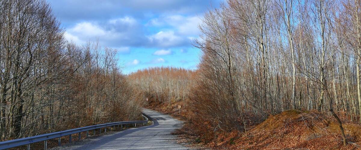 A gravel road winding through a forest with bare trees and a metal guardrail.