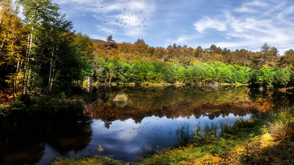 A calm lake surrounded by autumn foliage and a flock of birds flying overhead.