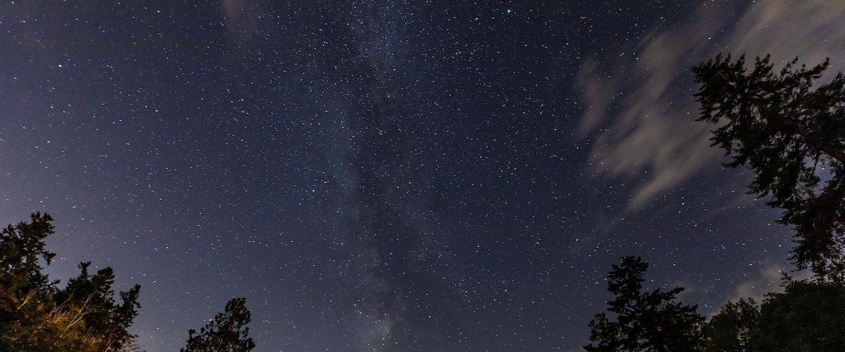A starry night sky over a forest with dense trees.