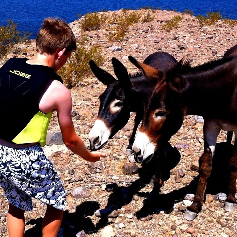 Feeding wild burros at Lake Mohave.