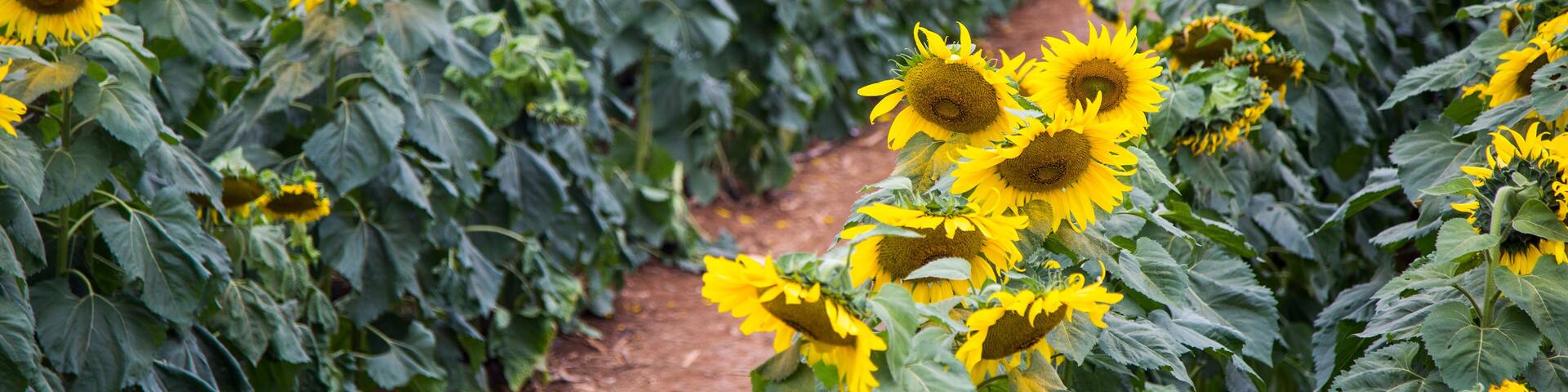 Sunflower field of TH true milk factory in Nghia Dan, Nghe An, Vietnam