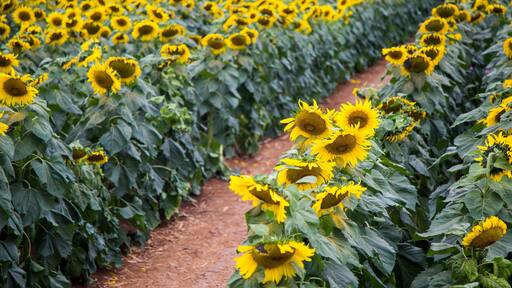 Sunflower field of TH true milk factory in Nghia Dan, Nghe An, Vietnam