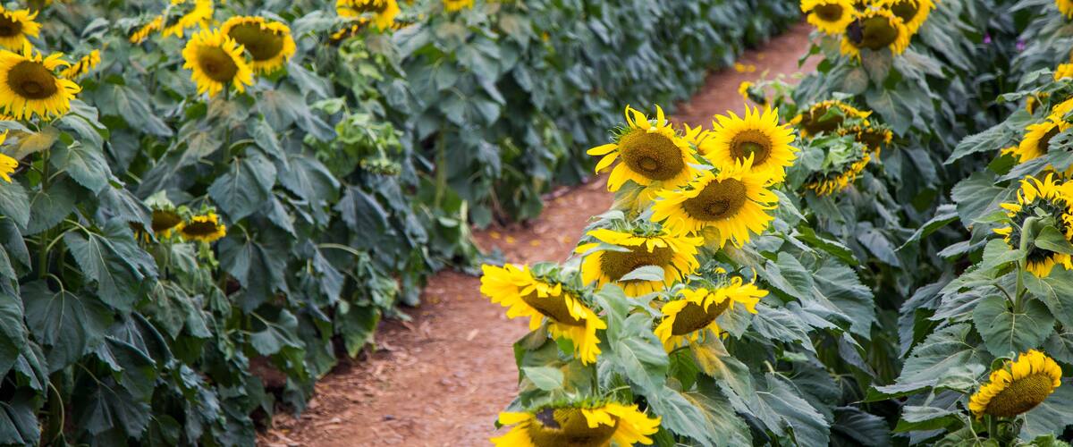 A sunflower field with rows of sunflowers and a dirt path.