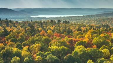 Aerial view panorama of trees in a colorful autumn season forest