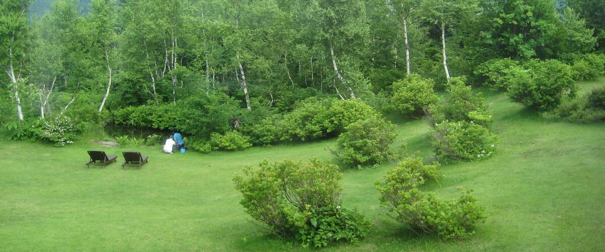 A lush green landscape with rolling hills and a dense forest.